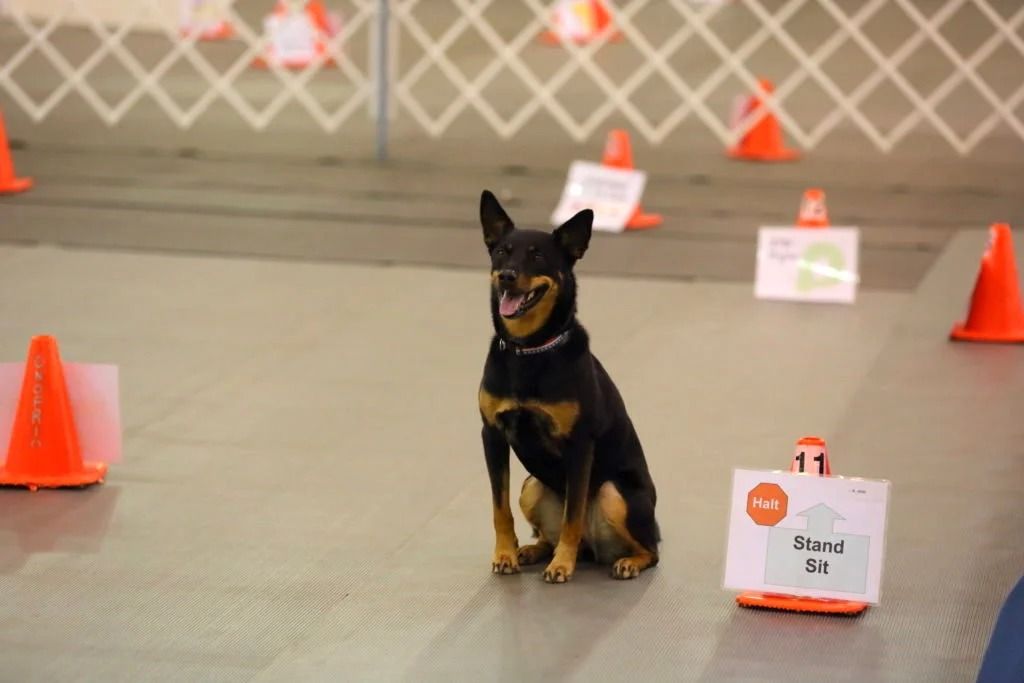 December AKC Obedience  & Rally Trials