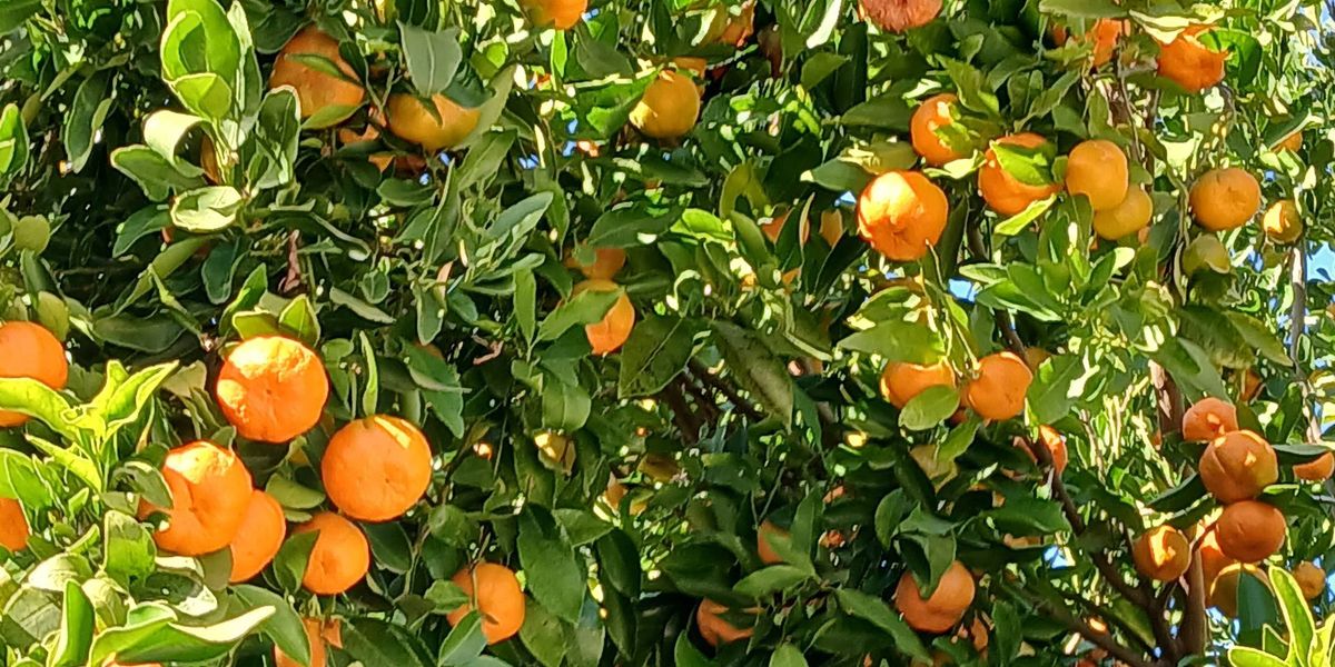 Mandarin harvest in Edwardstown