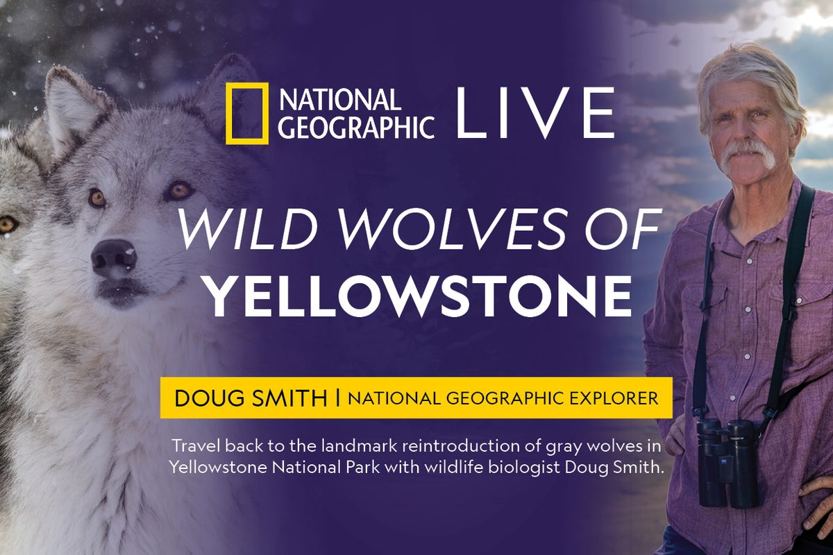 The BHH Presents: National Geographic Live: Wild Wolves of Yellowstone