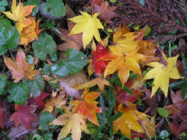 Fall Foliage at Historic Woodlawn Cemetery