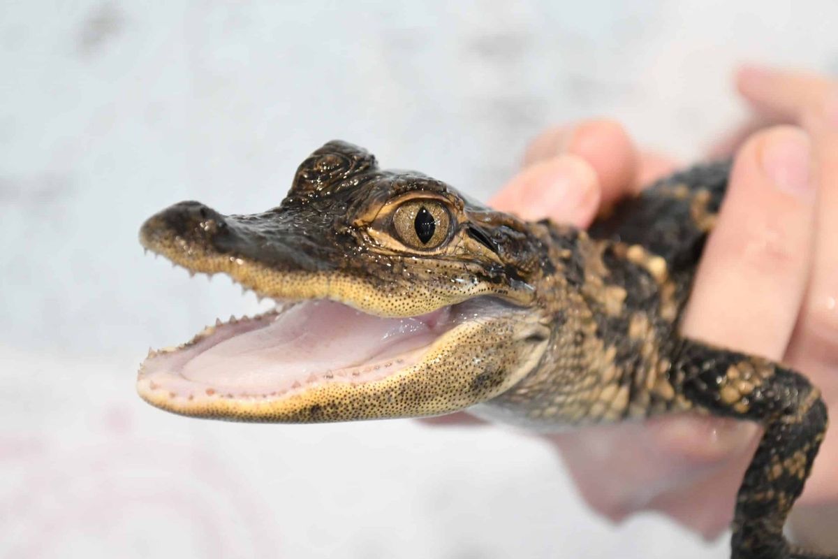 Homeschool Day - All About Alligators