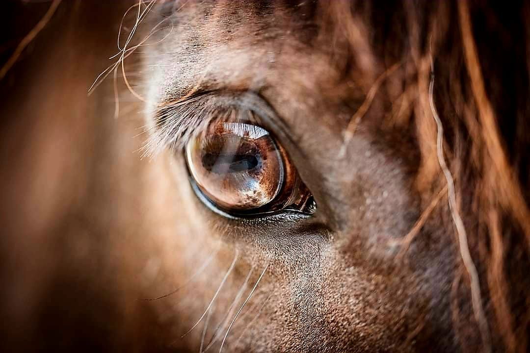 Myths, Mistakes and Corrections Workshop w\/ Rosca Horsemanship at Derby College Equestrian Centre