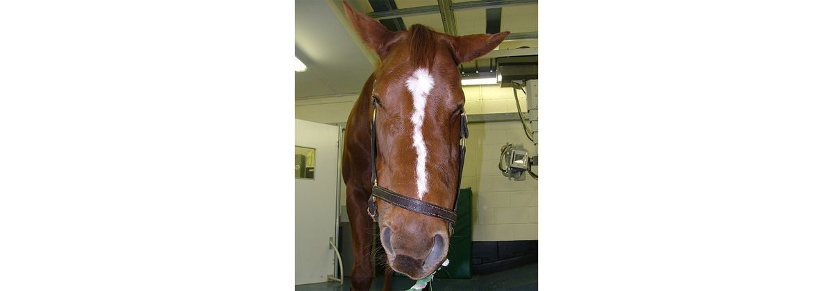 Equine Head Trauma\/Conditions & Sinus Access \u2013 A Practitioner\u2019s Approach A 2-Day Practical Course 