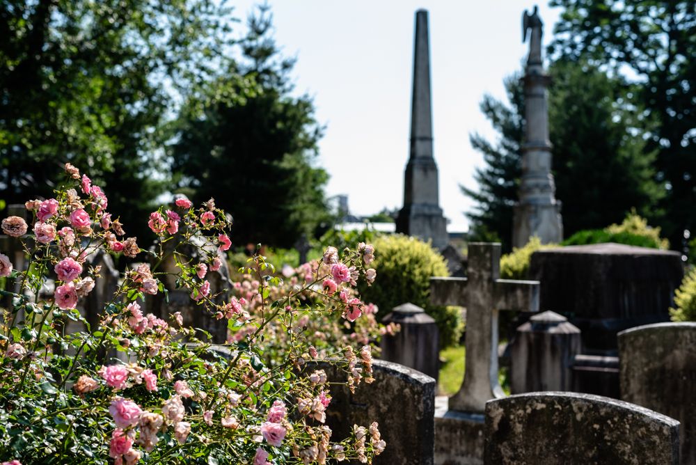 Beautiful Blooms: Spring Arbor Tour of Laurel Hill East