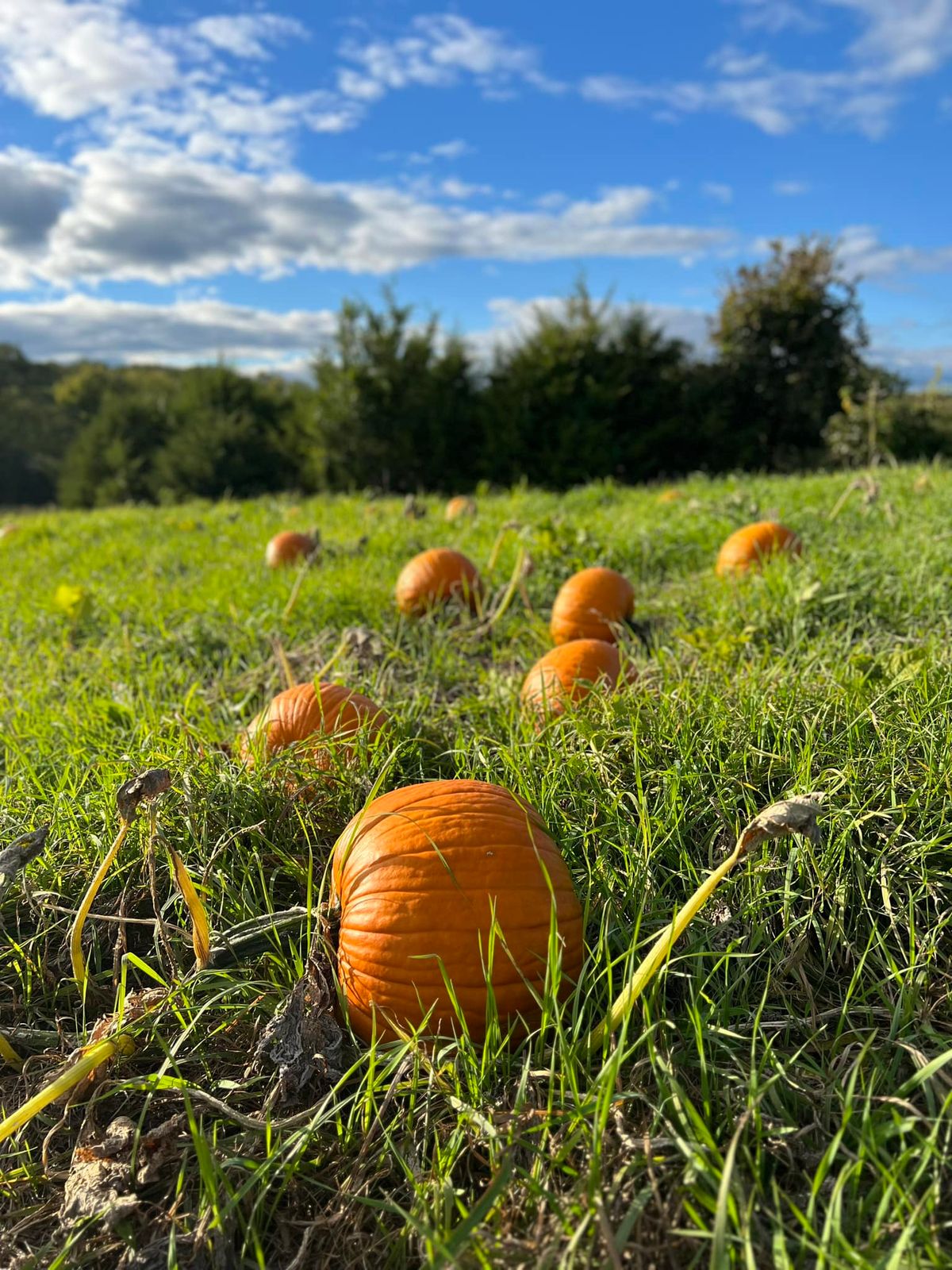 Beatty Farms Pumpkin Palooza!