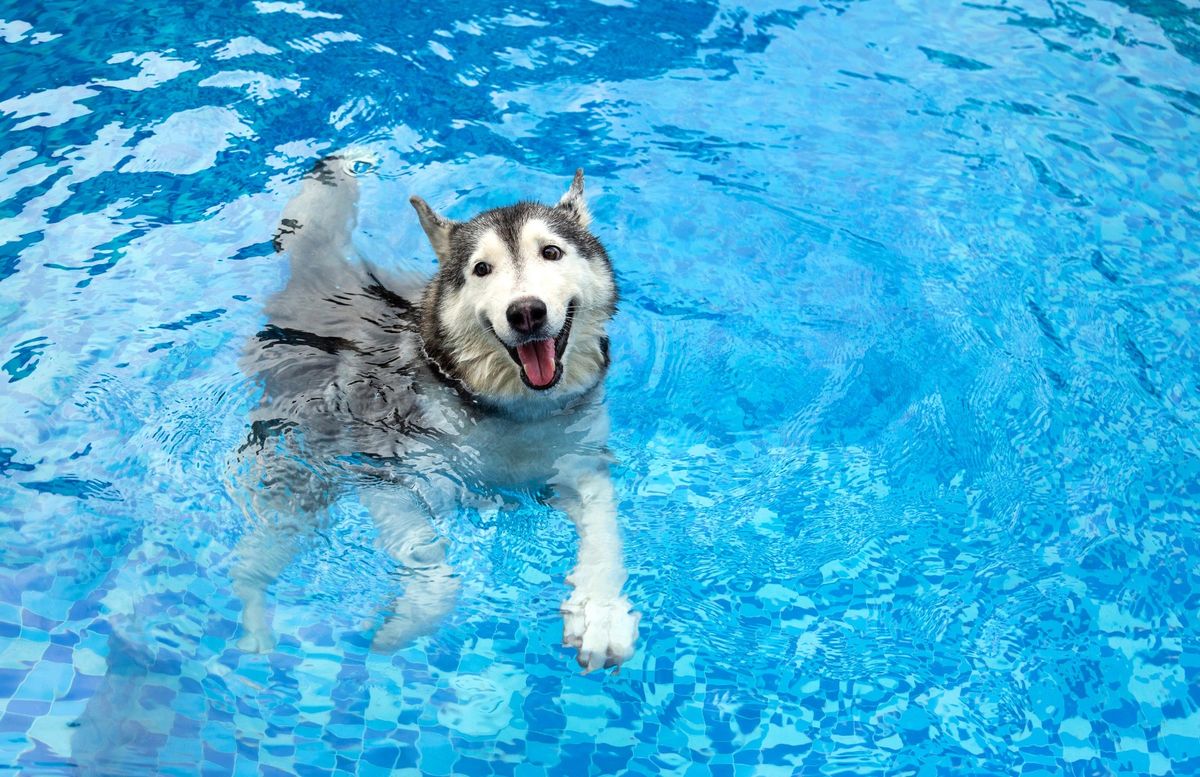 Annual Puppy Swim!