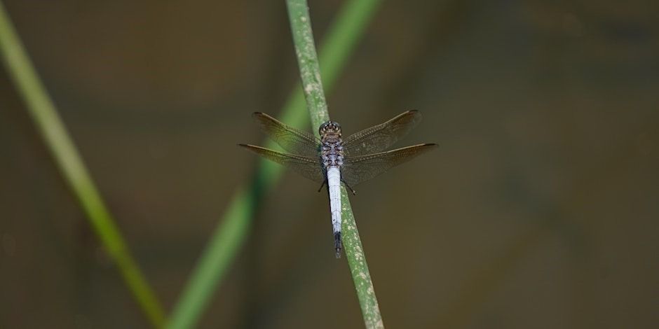 Birds, bugs and bioblitz - Nature fest 2024