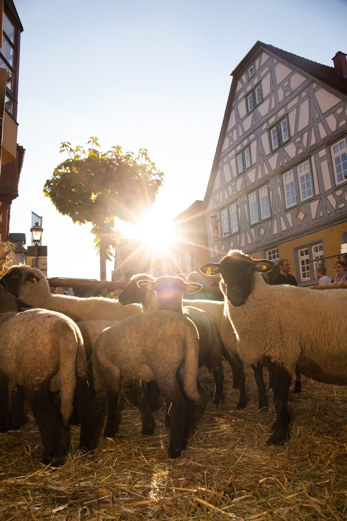 HerbstMarkt "Genuss-Natur-Tiere" am Kerbsonntag