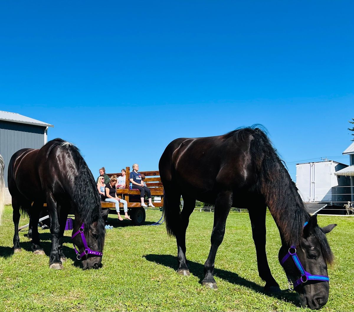 Meditation with Horses 