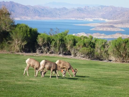 Bighorn Sheep Table Chat