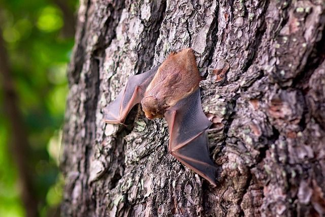 Les chauves-souris nous sourient