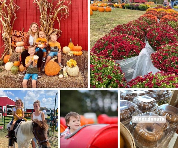 Fall Festival\/you-pick pumpkin patch