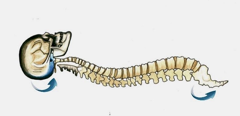 Cranio Sacrale - Corso con rilascio di attestato