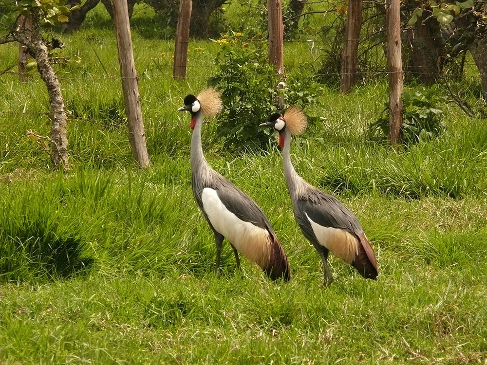 Grey Crowned Cranes as a Powerful Flagship Species for Improving Livelihoods in East Africa