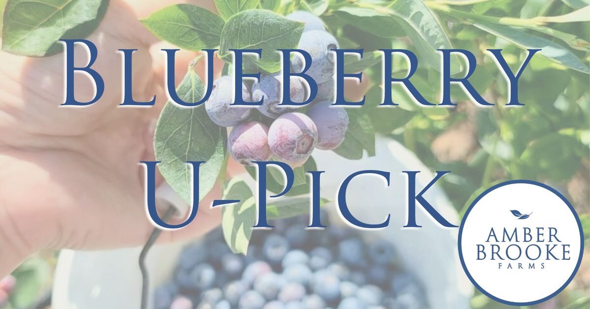 Blueberry U-Pick