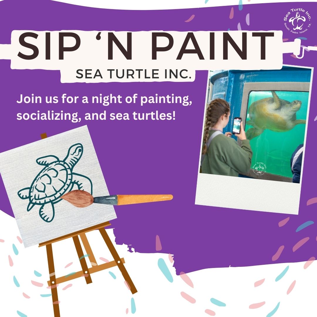 Sip N' Paint Sea Turtle Inc