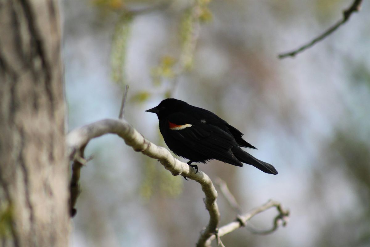 Winter Birding Series: Migratory Birds