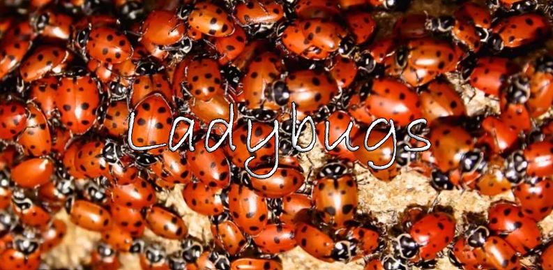 Around the Table: Ladybugs