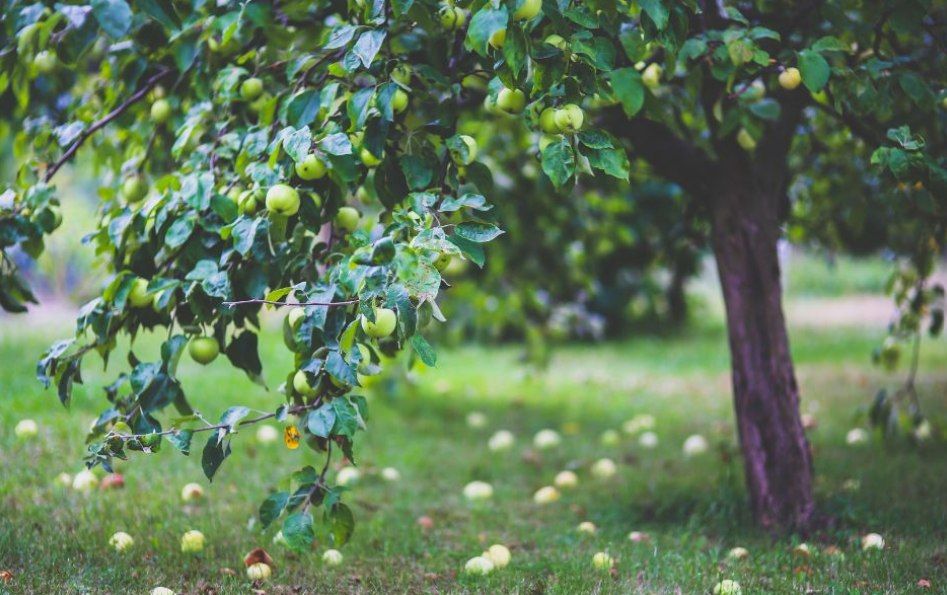 Apple Tree Pruning Class