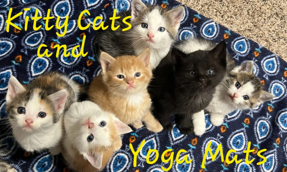 Kitty Cats & Yoga Mats