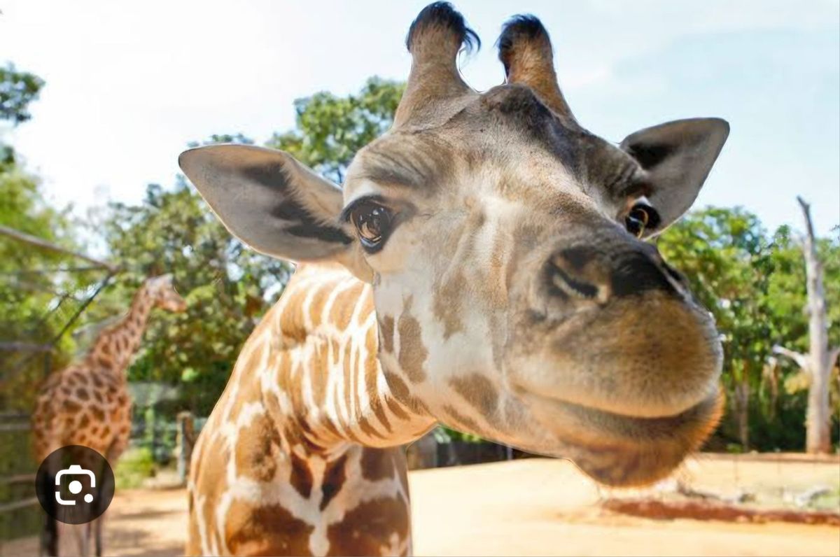 Homeschool at Perth Zoo