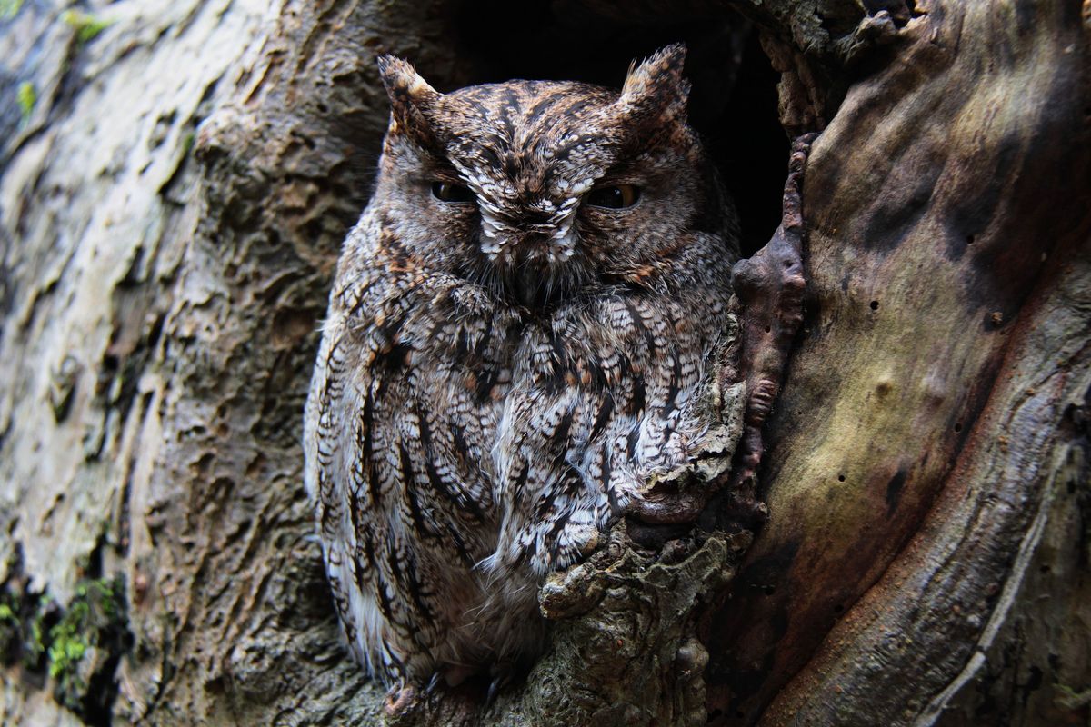 FULL - Hoo's in Your Forest?