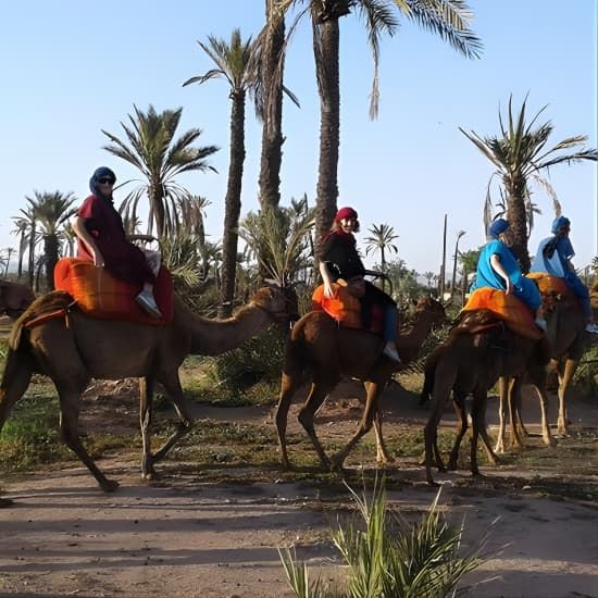 Camel ride at sunset in Marrakech palm grove