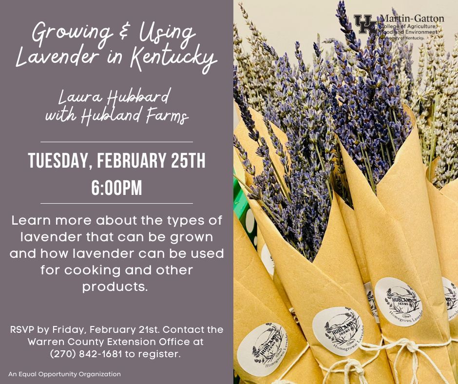 Growing & Using Lavender in Kentucky