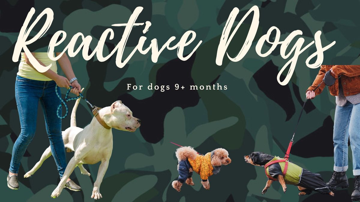 Reactive Dog Course 