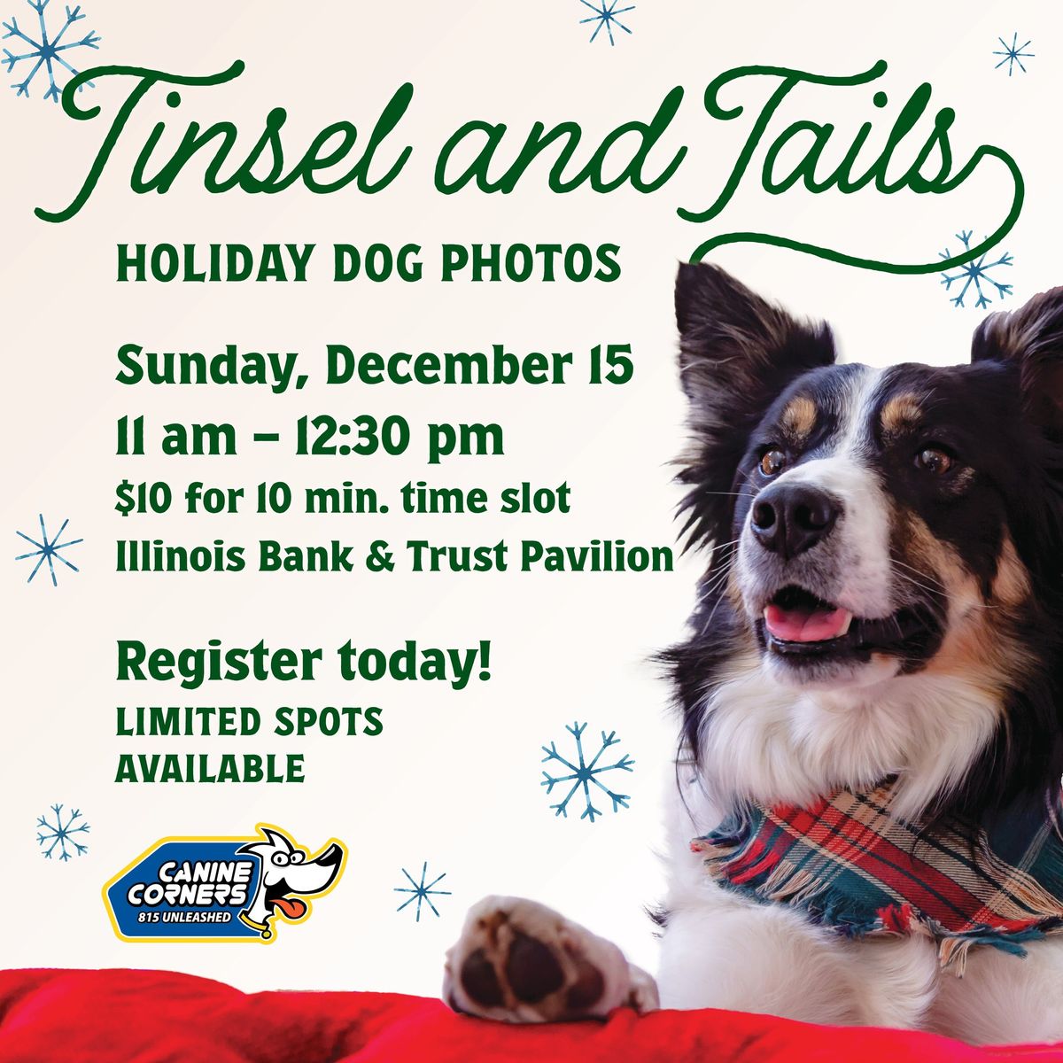 Tinsel and Tails Holiday Dog Photos