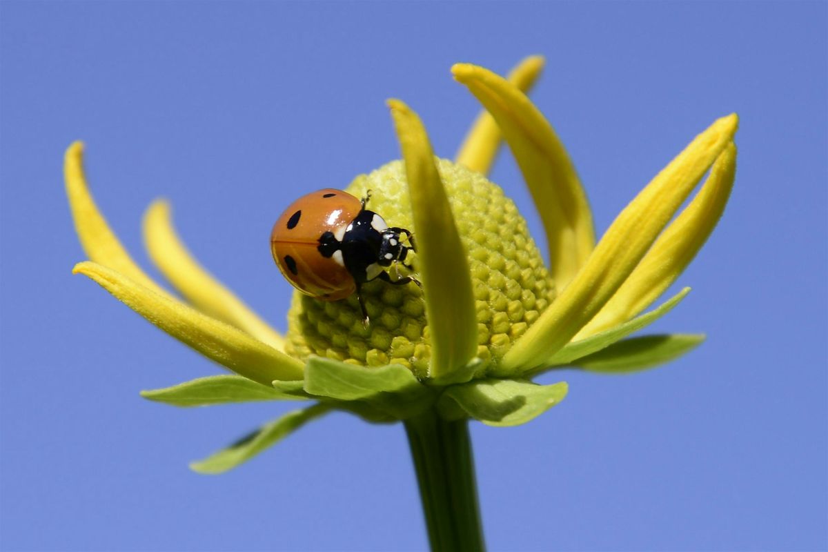 Macro Photography- 3-Part Workshop with Denver Botanic Gardens