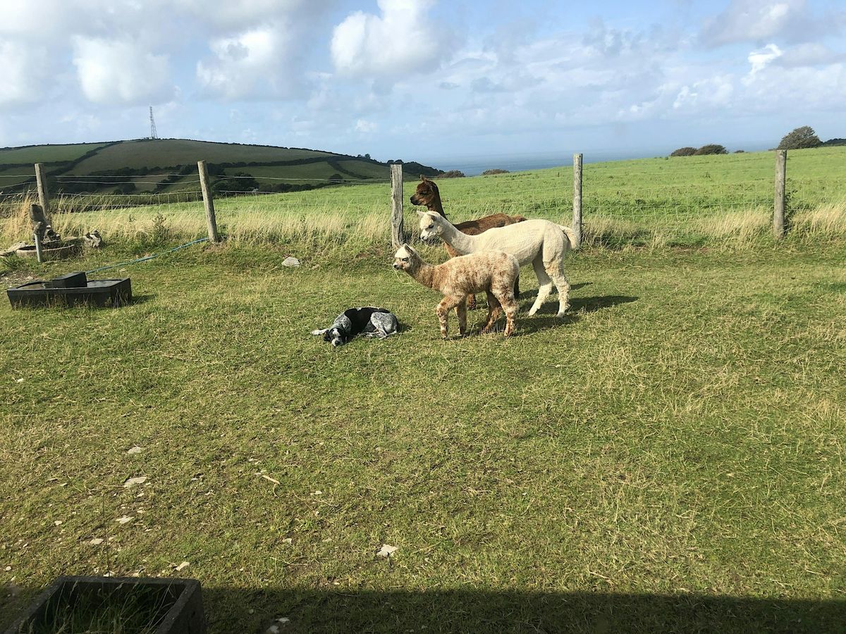 Introduction to Alpacas - Husbandry, Health and Handling