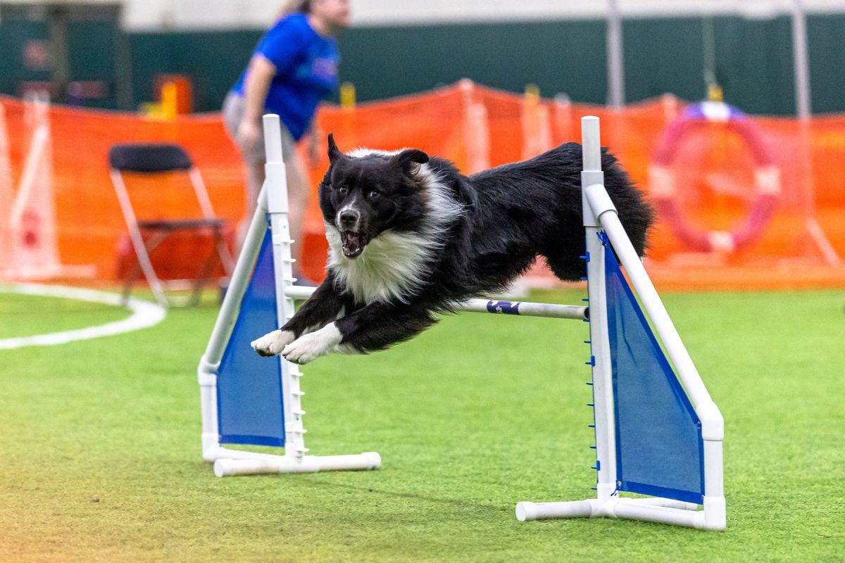 Agility Course Test 1