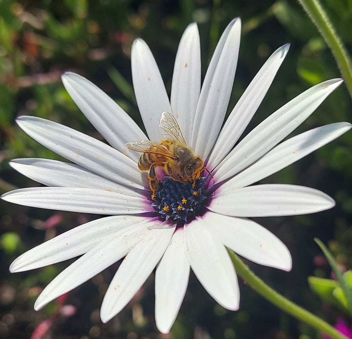 POWAY:  San Diego Bees with Denise Bienias (President- San Diego Beekeeping Society)