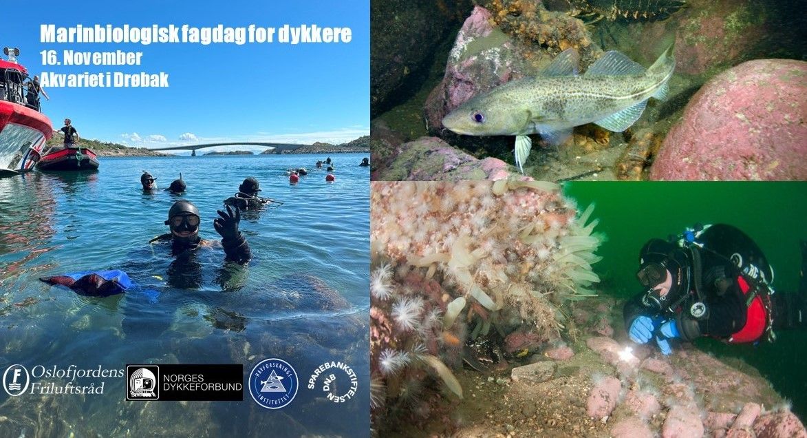 Marinbiologisk fagdag for dykkere