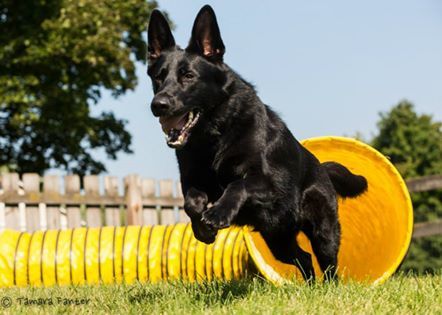 German Shepherd Dog Training Club of  Chicago TWO AKC ALL BREED AGILITY TRIALS - Premium available