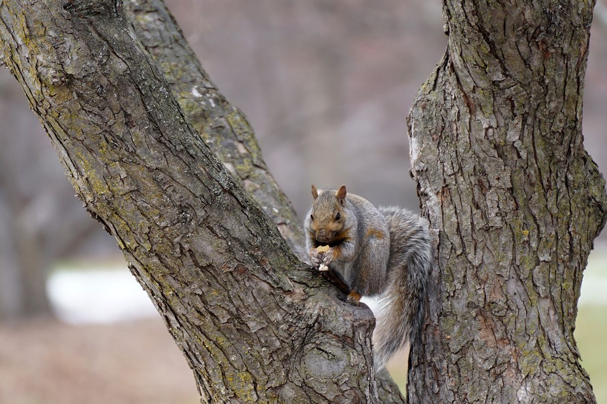 Class: Small Mammals of Wisconsin