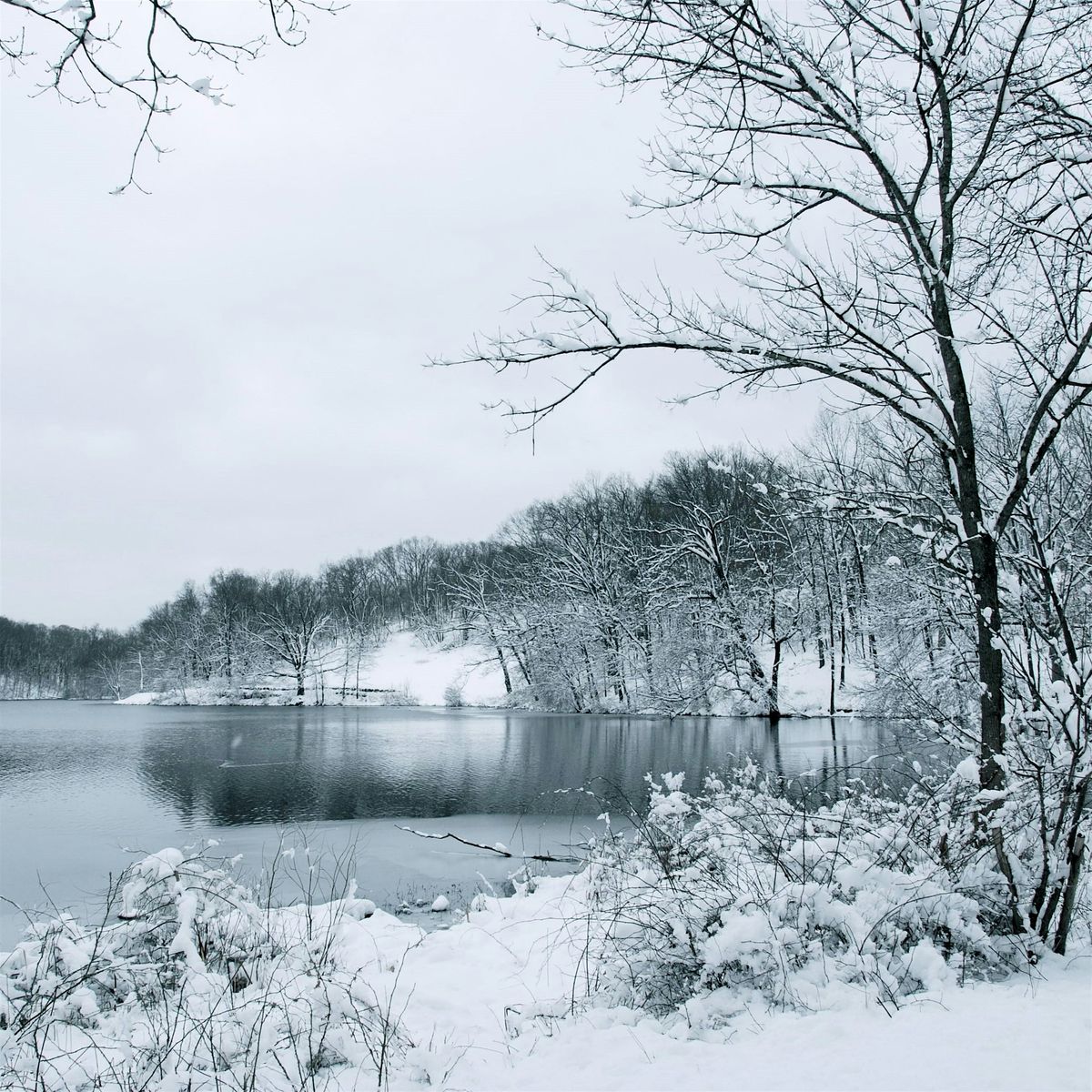 Winter Solstice Forest Bathing