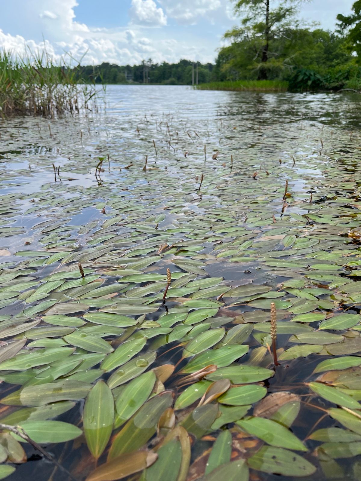 USA Biology Lecture Series: What is in Our Waters? - A Closer Look at the Pondweed Family