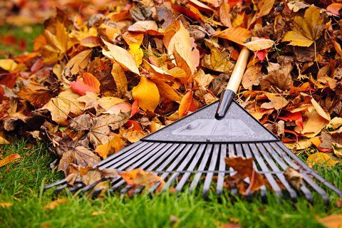 Fall Into Organic Lawncare