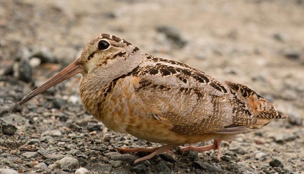 Woodcock Watch