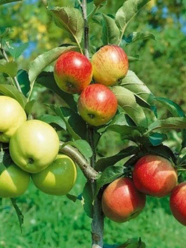 Learn to graft your own fruit trees