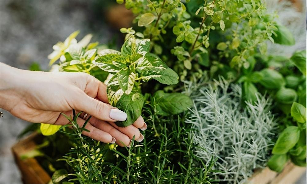Plant & Pour: Kitchen Herb Garden