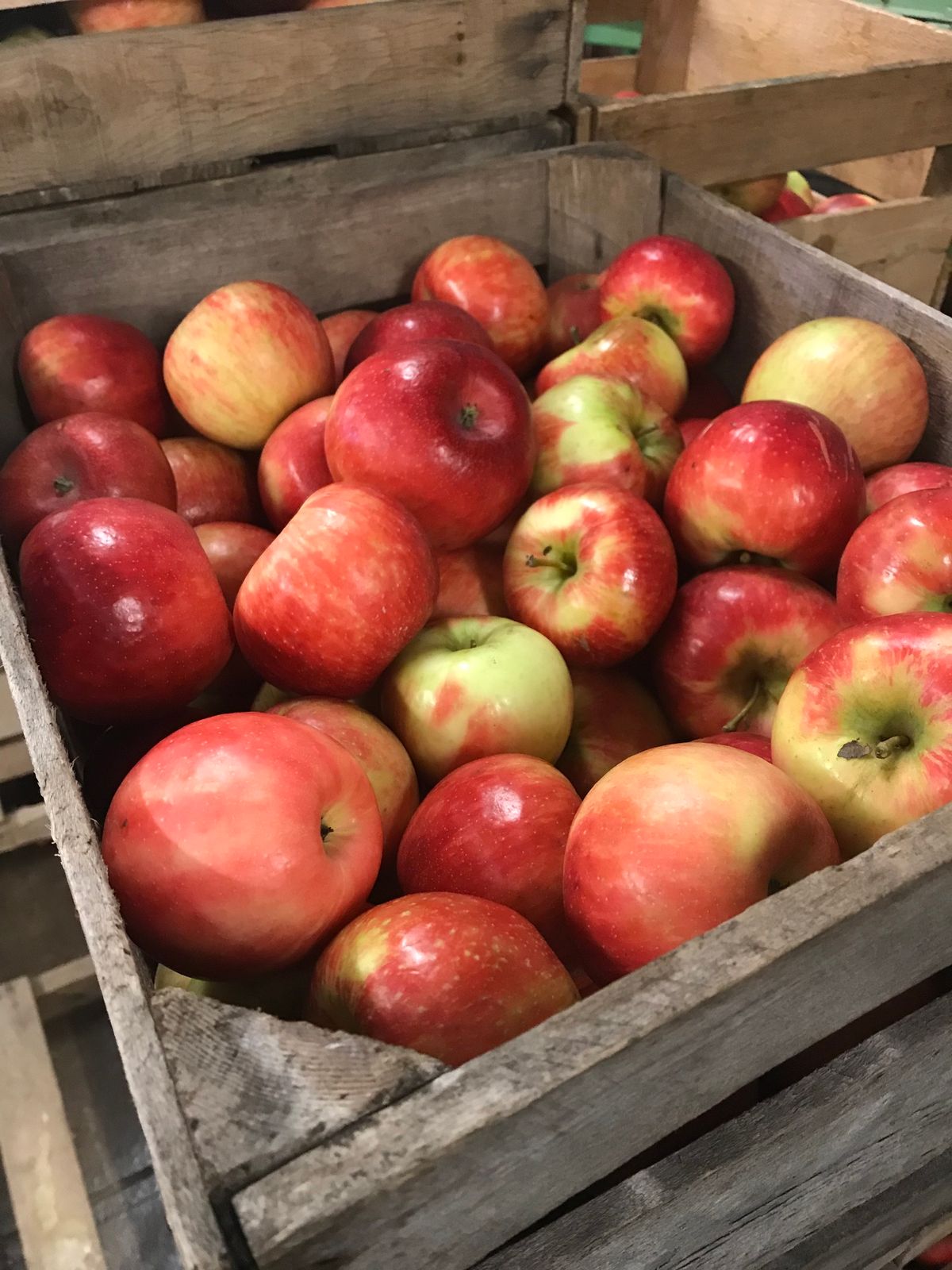 Apples and Honey Cooking Class: From the Tree From the Hive!