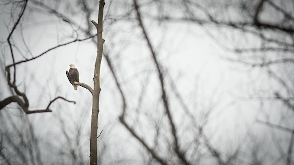 Black Friday Eagle Hike