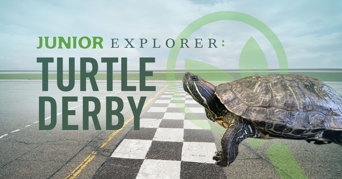 Junior Explorer: Turtle Derby