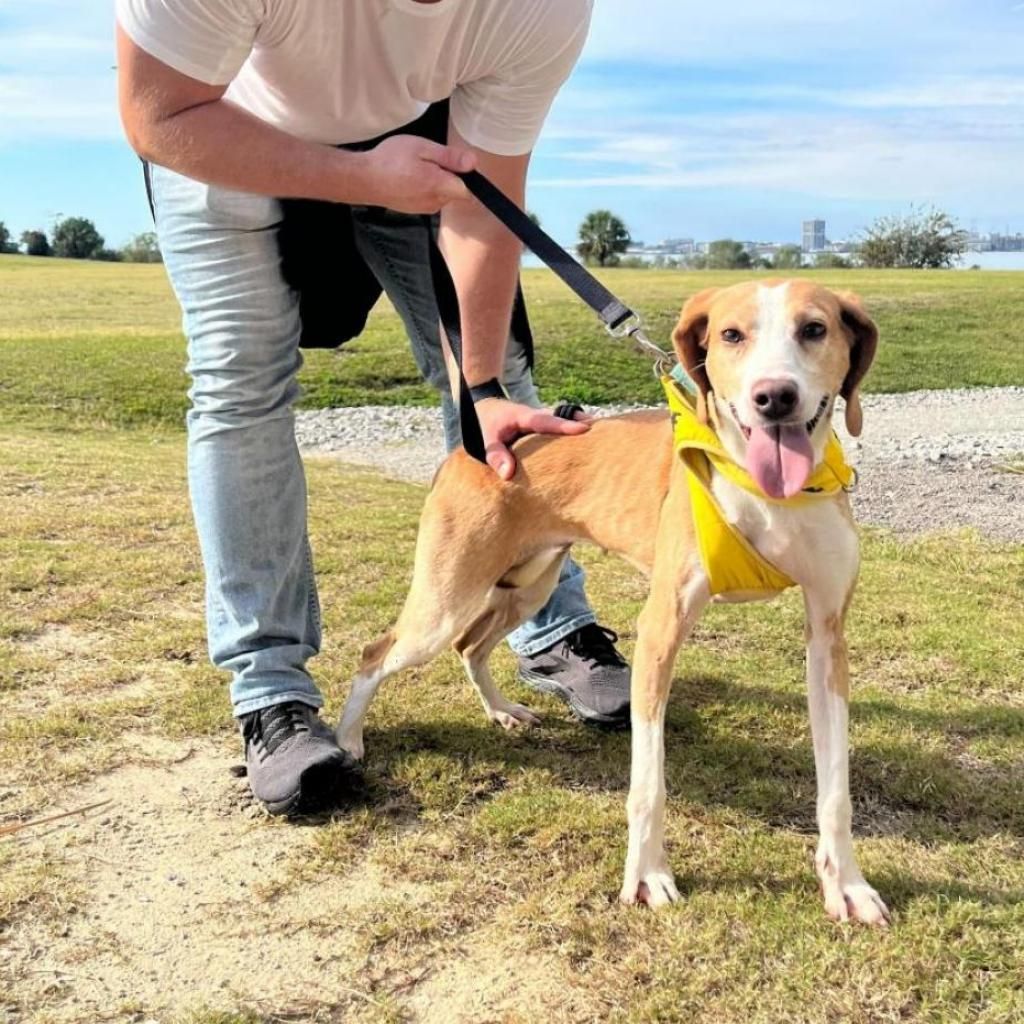 Spring Fling Adoption Event 