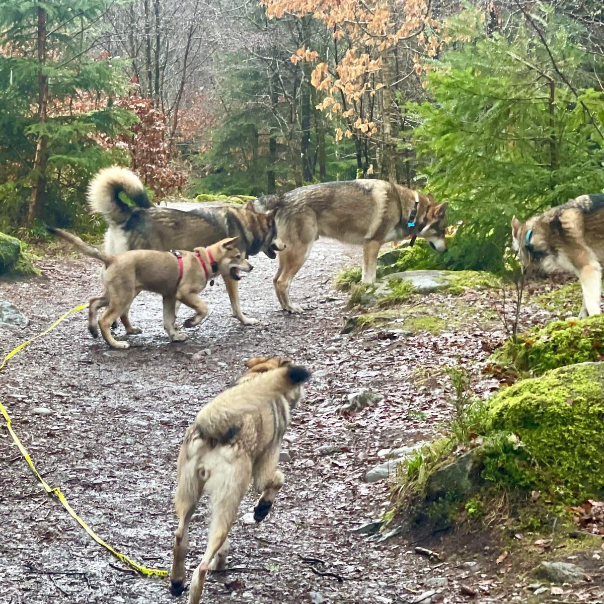 New year at Dunkeld 