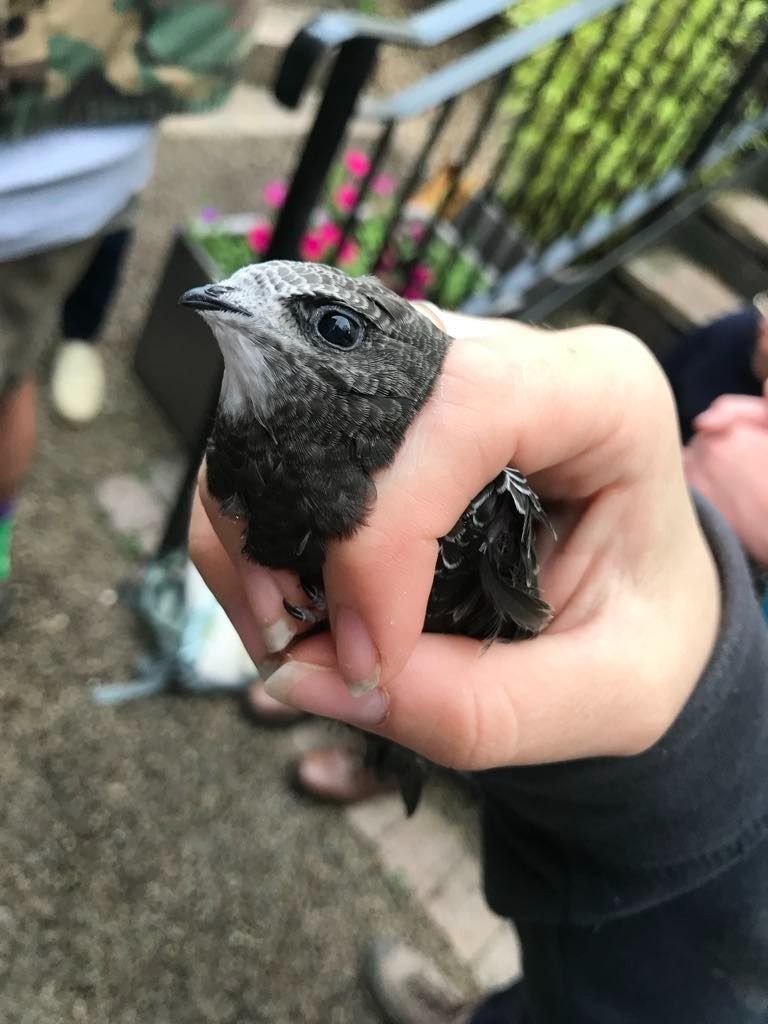 The Story of Bishop's Waltham's Swifts