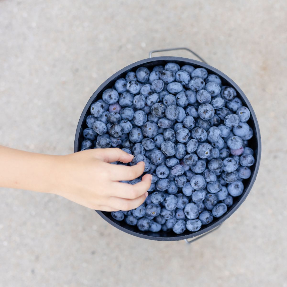 U-Pick Blueberry Picking